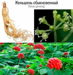 Лекарственное растение корень жизни