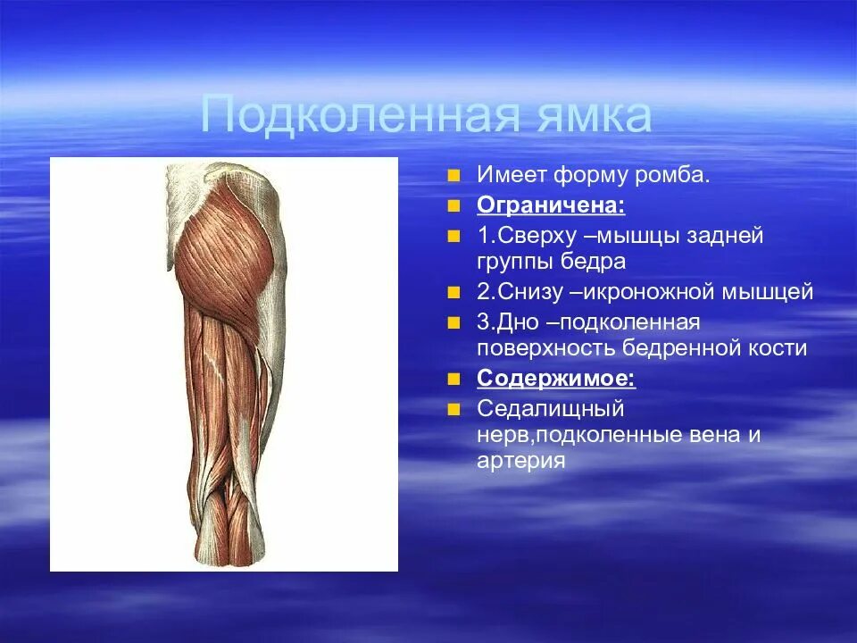 Груберов канал. Топография подколенной ямки мышцы. 13. Стенки подколенной ямки — мышцы. Топография подколенной ямки и ее содержимое. Подколенная мышца анатомия.