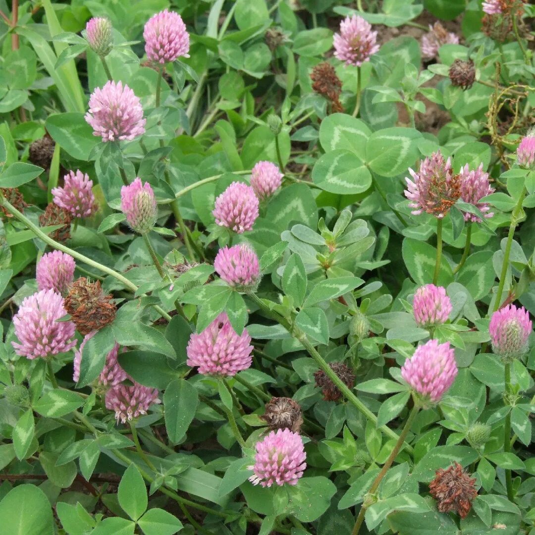 Красный Клевер Trifolium pratense. Клевер Луговой (Trifolium pratense). 1. Клевер Луговой (Trifolium pratense l.). Клевера красного (Trifolium Rubens) сорт «трио».. Клевер луговой небольшое растение обычно его