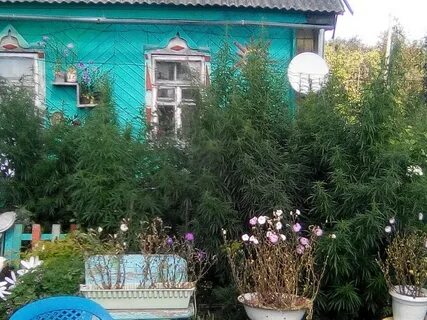 На приусадебном участке семья вырастила 56 кг