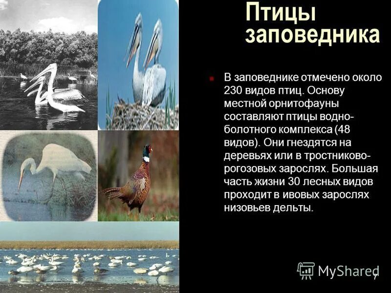 Выберите этот заповедник. Сообщение о заповеднике россии астраханский заповедник. животные астраханского заповедника презентация. астраханский заповедник основные объекты охраны. астраханский заповедник сообщение 8.