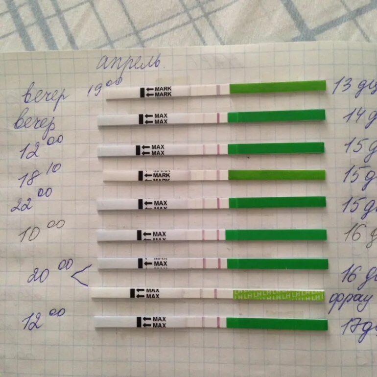 Овуляции. Выделение овуляции в картинках. Нету овуляции