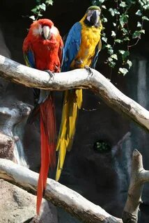 Macaws doors