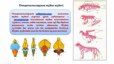 Қисық жыныс мүшесі жыныстық қатынасқа кедергі келтіре ме?