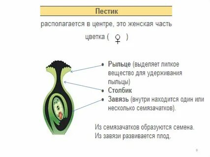 Какую роль выполняет пестик