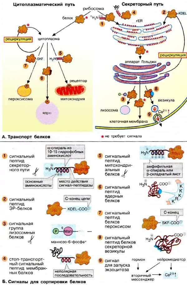 Транспорт белков внутриклеточный. Секреторный путь транспорта белков. Транспорт на уровне структур клетки белков. Секреторный путь синтеза и сортировки белков.