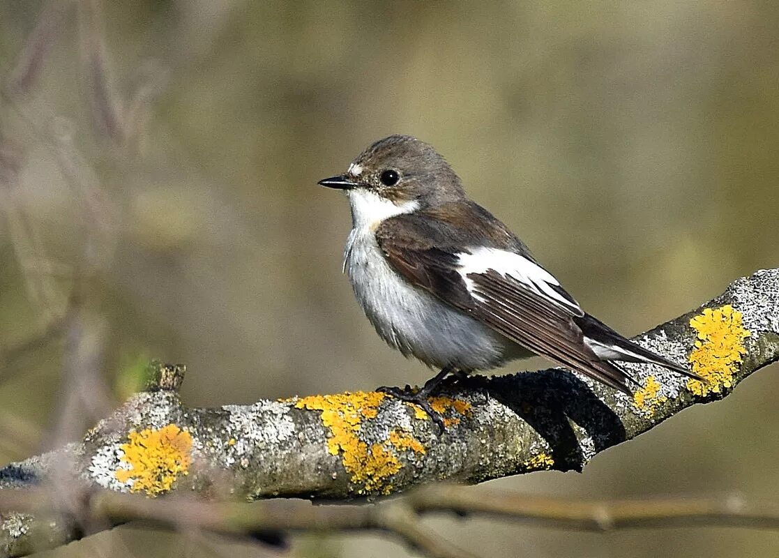 Мухоловка пеструшка птица. Мухоловка-пеструшка (Ficedula hypoleuca). Мухоловка пеструшка птица фото. Мухоловка черноголовая. Какая птица мяукает