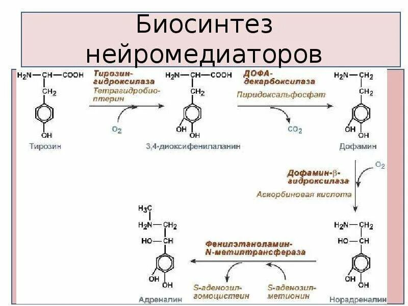 Схема синтеза катехоламинов. Катехоламины Синтез адреналин. Синтез адреналина биохимия схема. Реакция превращения тирозина в дофамин. Адреналин образуется