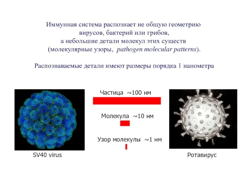 Что мобилизует иммунная система. Органы иммунной системы человека. Работа иммунной системы рисунок. Иммунитет рисунок. Иммунитет презентация.