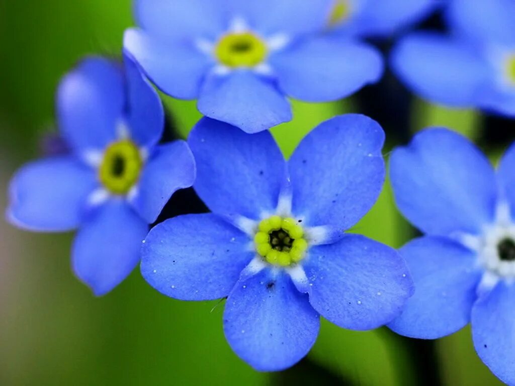 Незабудку знаешь. Незабудка Песчаная. Цветок Myosotis. Незабудка расставленноцветковая. Незабудка белая и голубая.