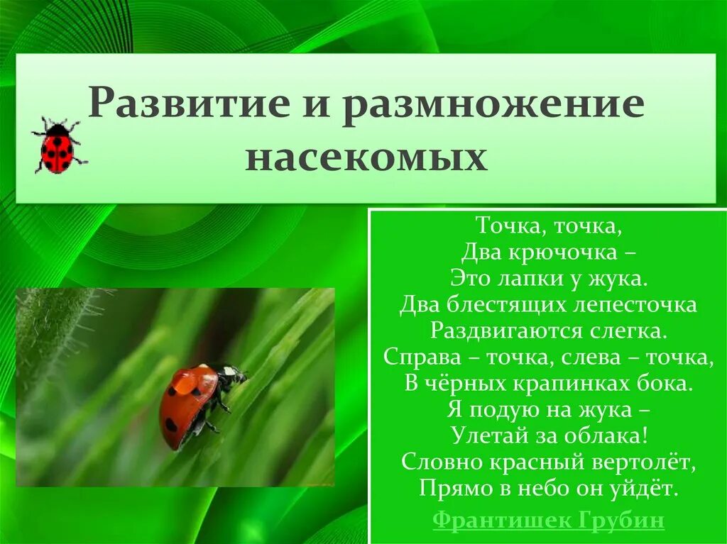 Размножение насекомых. Размножение насекомых презентация. Размножение насекомых 3 класс. Класс насекомые размножение.