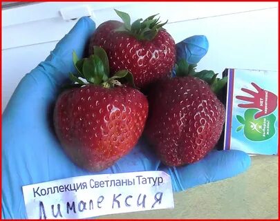 Лималексия описание сорта фото отзывы садоводов клубника