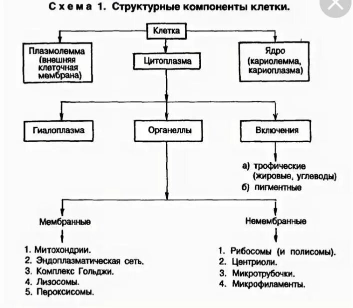 Структурные компоненты клетки схема. Основные компоненты эукариотической клетки схема. Перечислите основные структуры клетки. Функции структурных элементов клетки. Каковы основные структурные