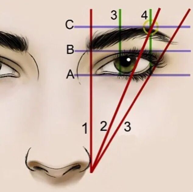 How to Groom & Shape Your Eyebrows Like a Pro Hair makeup, Hair beauty, Perfect 