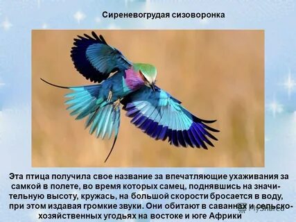 Свое имя эта птица получила