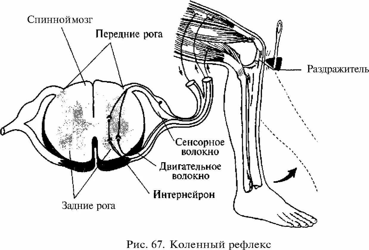 Коленный рефлекс таблица