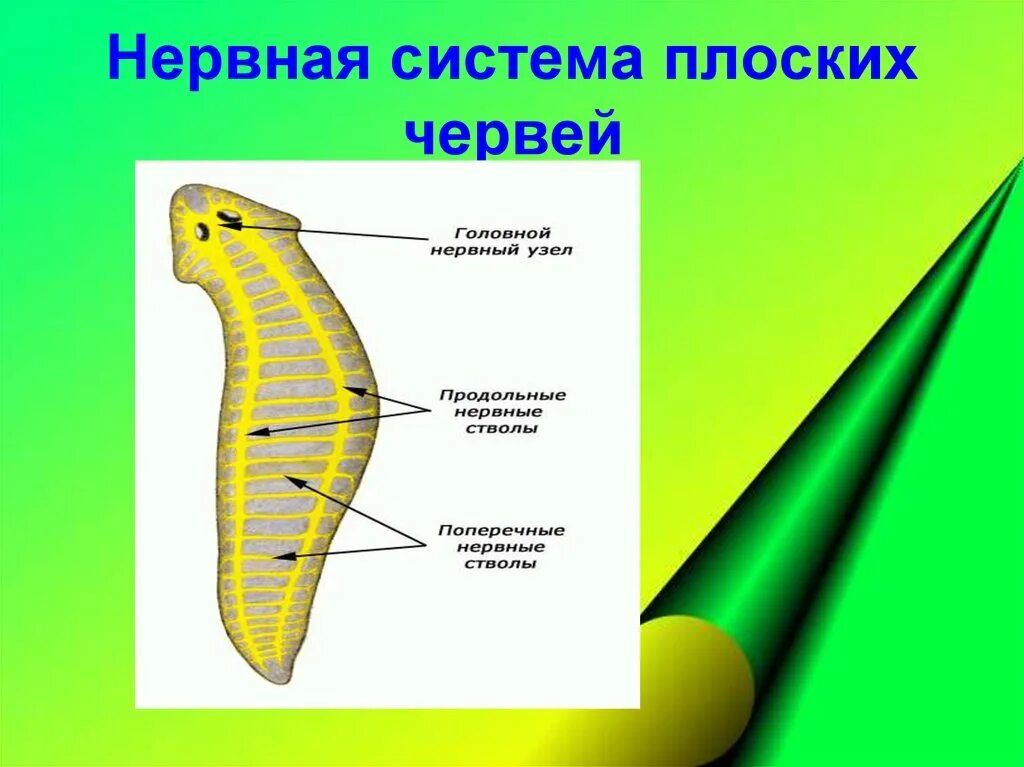 Схема строения нервной системы плоского червя. Биология 7 класс нервная система червей. Нервная система у свободноживущих плоских червей. Нервная система плоских червей таблица.