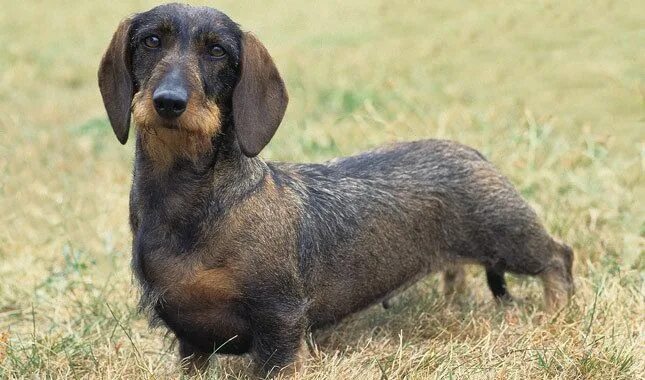 Таксы виды пород с фотографиями и названиями Dachshund Dachshund, Scooby doo, Scooby