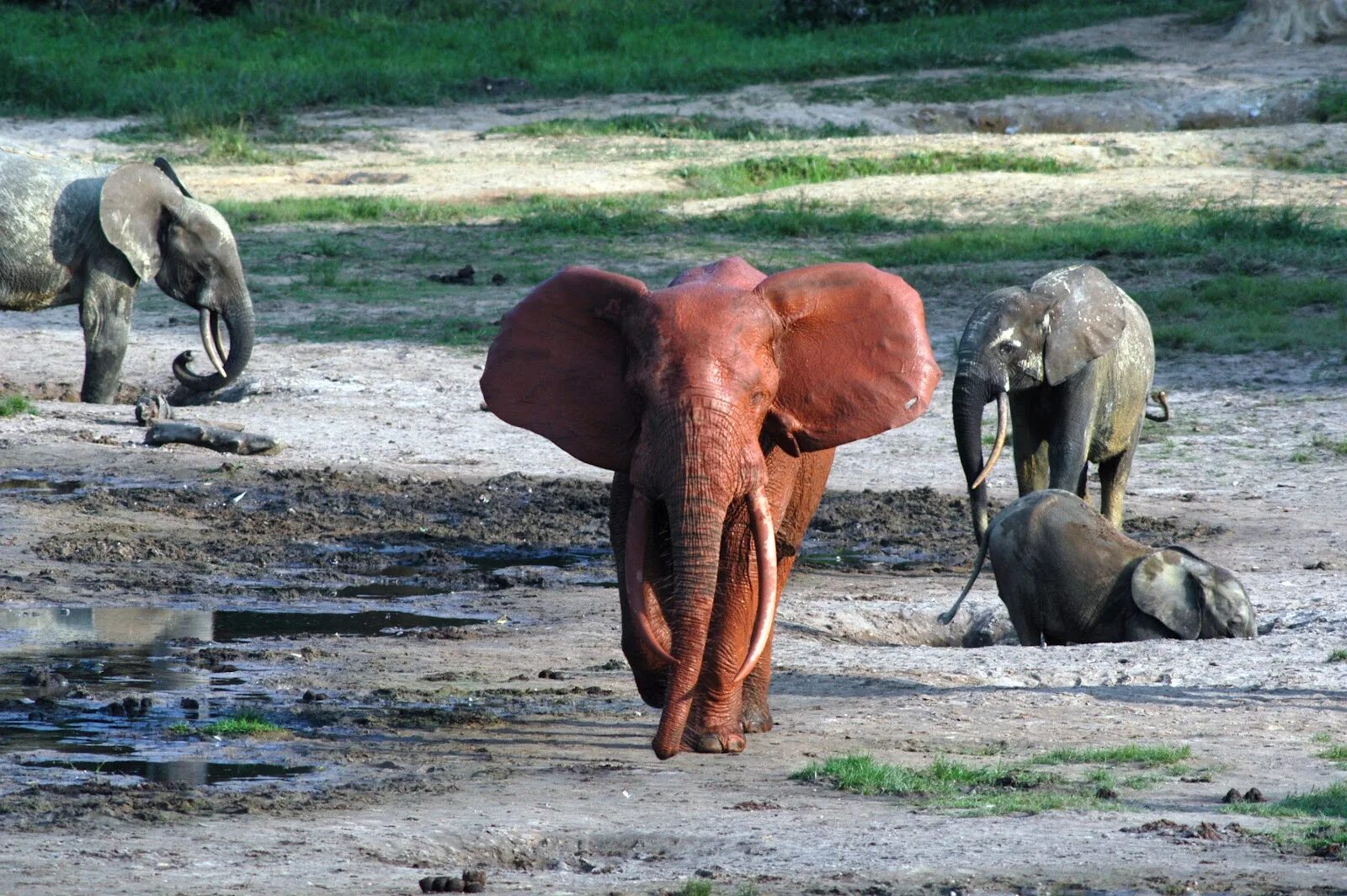 Красный слон. Рыжий слон. Красный Слоник. Красные слоны. Elephants are big cats