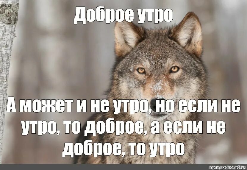 Добро брат слова. С добрым утром волк. Доброе утро волк Мем. Добрый волк. Волк желает хорошего дня.