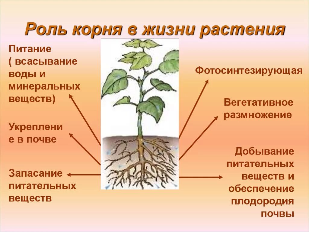 Строение и значение корня 6 класс. Роль корня в жизни растения. Корневое питание растений.