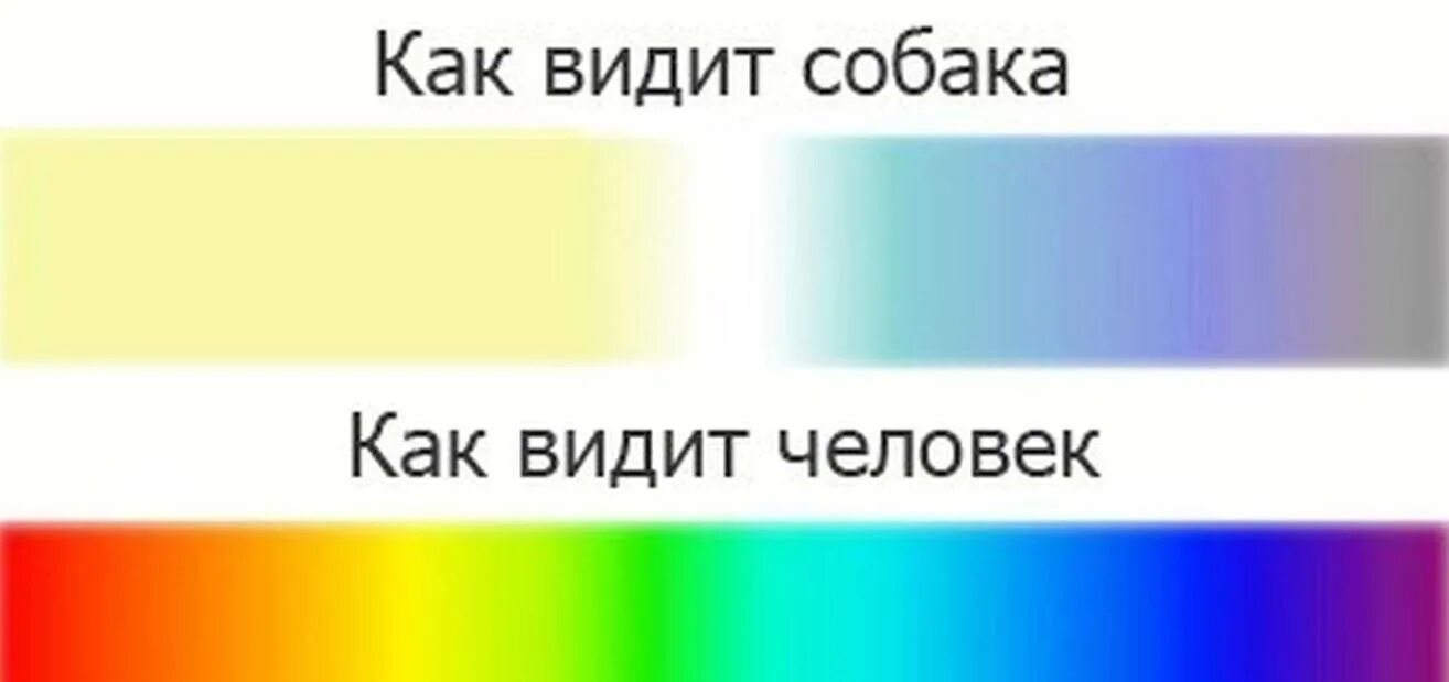 Как видимые как видят собаки. Какие цвета видят собаки. какие цвета видят собачки. как видят собаки цвета. различают ли собаки цвета.