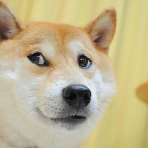 Собака мем какая порода Сообщество Steam :: Руководство :: WOW MUCH DOGE
