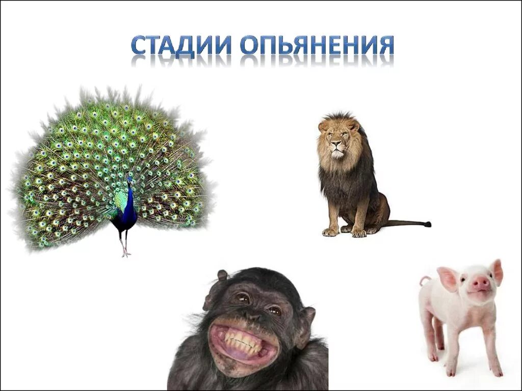 Этапы опьянения. Стадии опьянения. стадии опьянения животные. степени опьянения картинки. стадии опьянения в картинках.