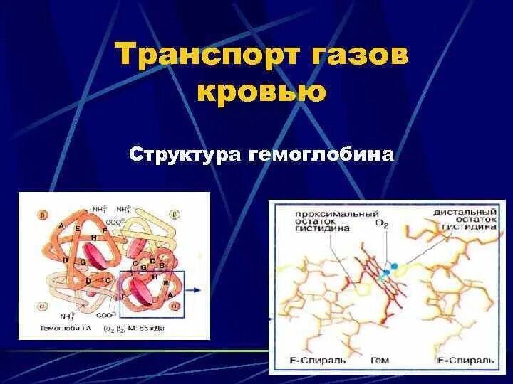 Транспорт газов кровью структура. Транспорт газов кровью физиология. Механизм транспорта газов кровью. Строение гемоглобина физиология. 3 перенос газов кровью