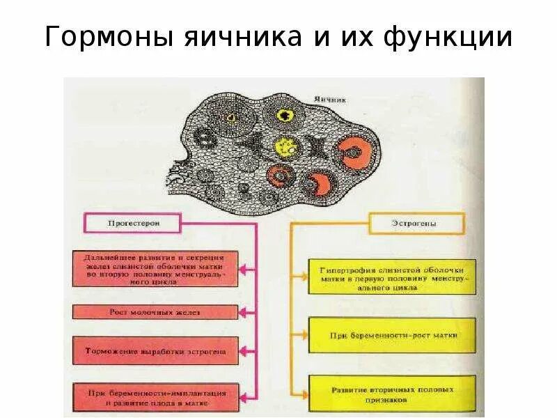 Гормоны после удаления яичника. Яичники гормоны. Яичники гормоны и функции. Яичники эндокринная система. Основные гормоны яичника.