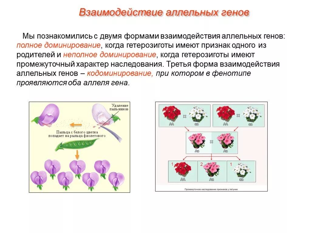 Пара разных аллельных генов. Взаимодействие двух аллельных форм Гена это. Взаимодействие аллельных генов схема. Взаимодействие двух аллельных генов. Наследование признаков при взаимодействии аллельных генов.