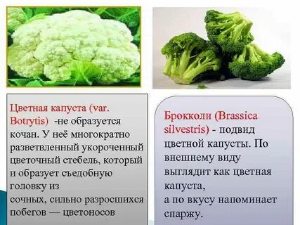 Как правильно пишется брокколи