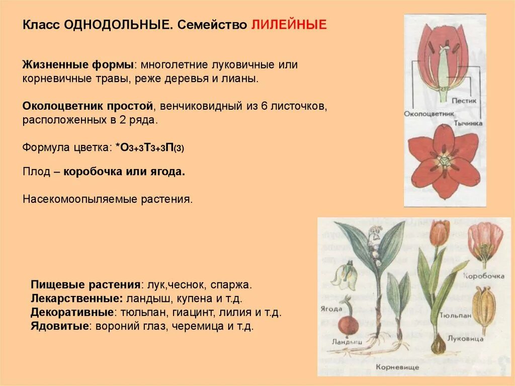 Класс Однодольные семейство Лилейные. Жизненные формы лилейных растений. Семейство Лилейные биология 6 класс. Характеристика семейства Лилейные.
