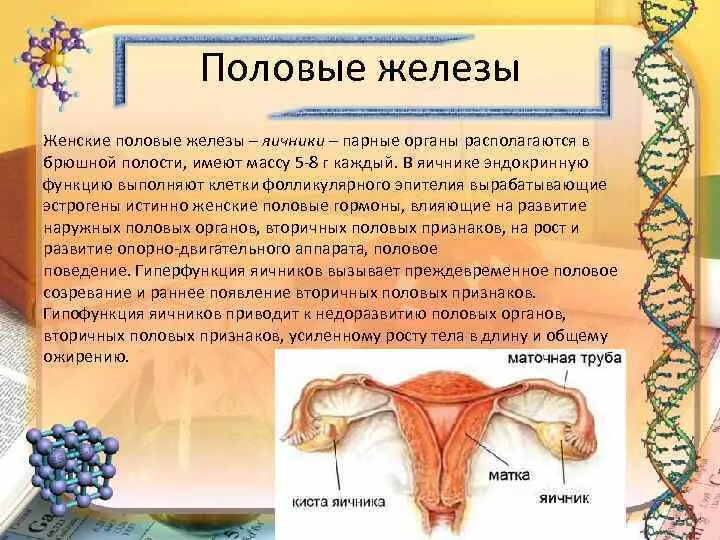Расположение яичников в теле Эндометриоз и бесплодие. Эндометриоз или менструальные боли Заброс менструально