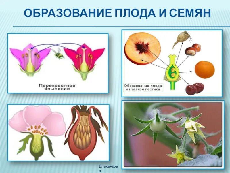 Как образуется зародыш растения 6