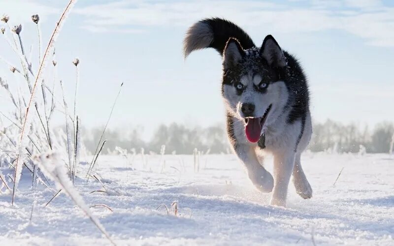 Сибирские хаски (siberian husky). Сибирский хаски породы собак. Сибирский хаски. Хаски ест колбаски. Сибирский хаски длинношерстный.