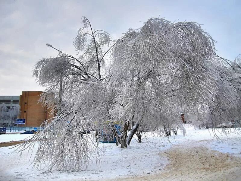 Орехово-Зуево зима. Орехово-Зуево зимой. Орехово зимой. Снег дерево Орехово-Зуево. Алтайский край орехово погода