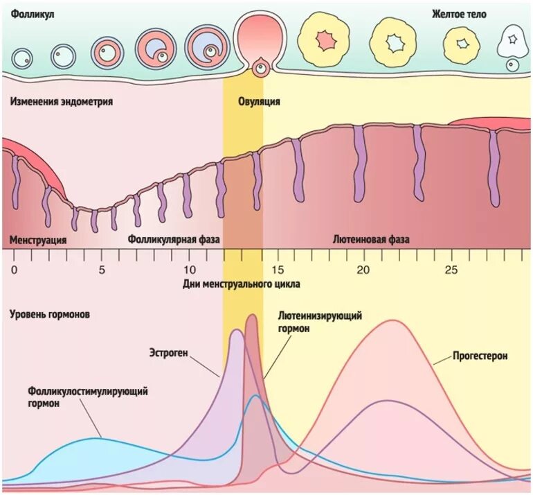 Гормональные изменения организма. Овариально-менструальный цикл (схема). Фазы менструального цикла схема. Эндометрий 1 фаза менструационного цикла. Фазы менструального цикла и толщина эндометрия.