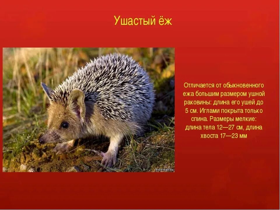 Животные которые вписаны в красную книгу. Животные занесенные в красную книгу. животные краснойткниги. жи вотные икрасной книга. животные из красной гниге.