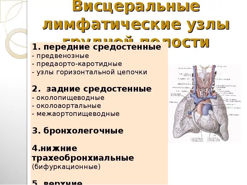 К лимфатическим узлам относится. Лимфатические сосуды и узлы средостения. Висцеральные лимфатические узлы грудной полости. Париетальные лимфатические узлы грудной полости анатомия. Париетальные лимфатические узлы грудной клетки.