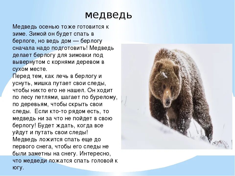 Как медведь готовится к зиме. Описание медведя. Рассказ о медведе. Подготовка медведя к зиме.