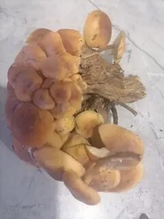 3 the mushrooms to gather yesterday