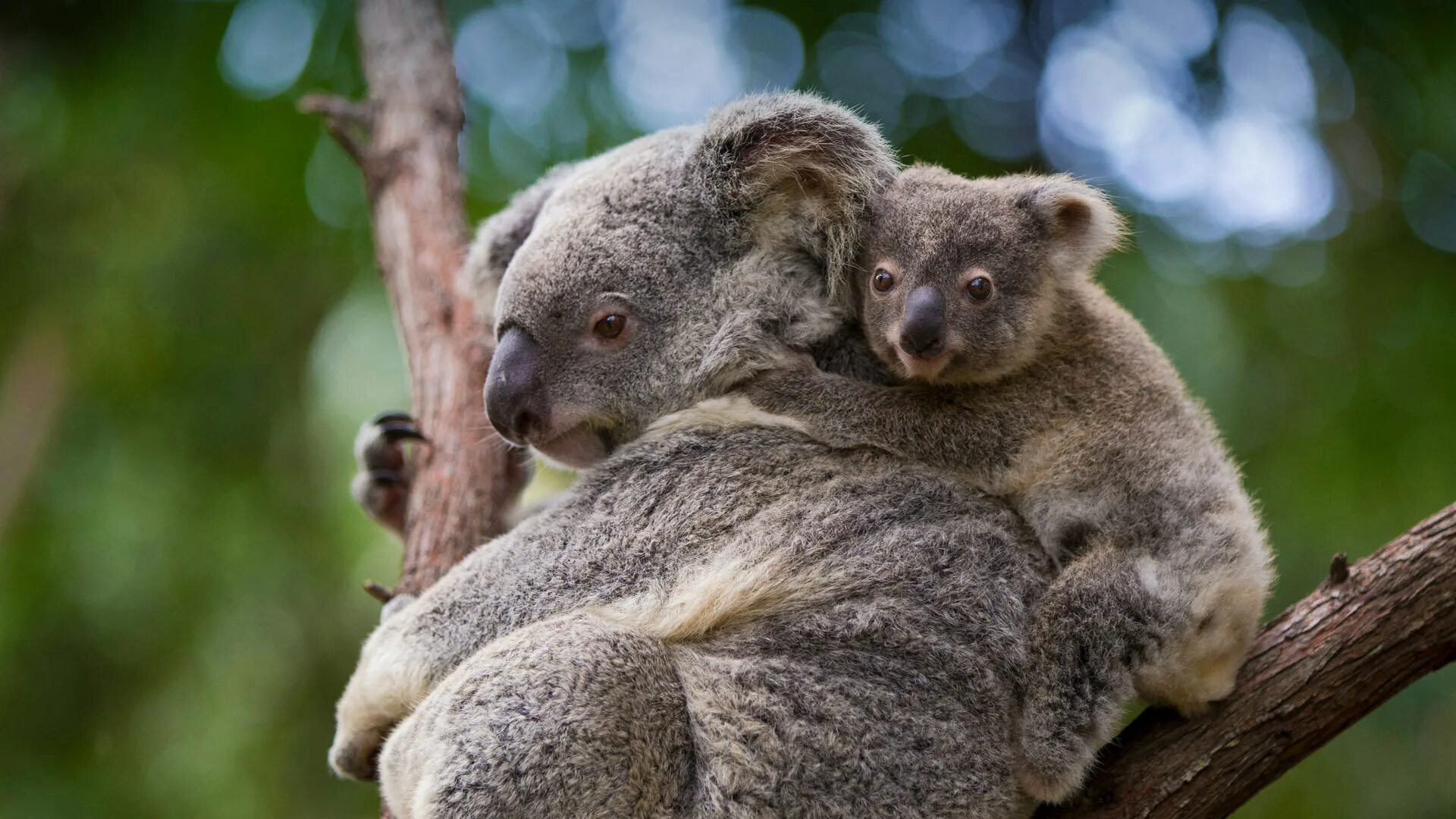 Коала Квинсленда. Коала обои. Обезьяна и коала. Грустная коала.