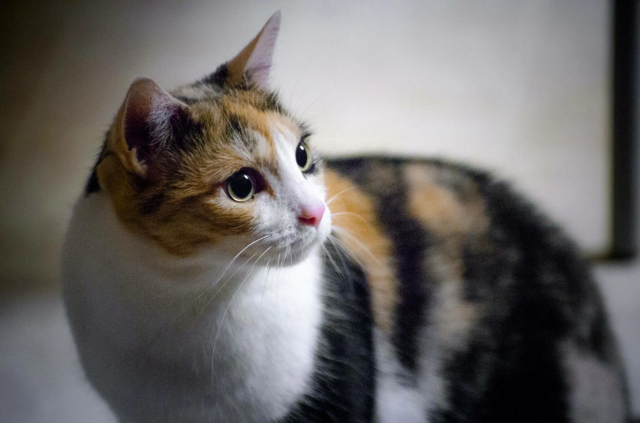 Трехцветные кошки Калико. Порода Калико. Кошка породы Калико. Черепаховая кошка Калико. Трехцветная кошечка