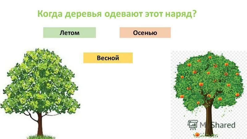обвязанные деревья. дерево для украшений. деревья одевают. дерево для украшений. дерево для украшений.