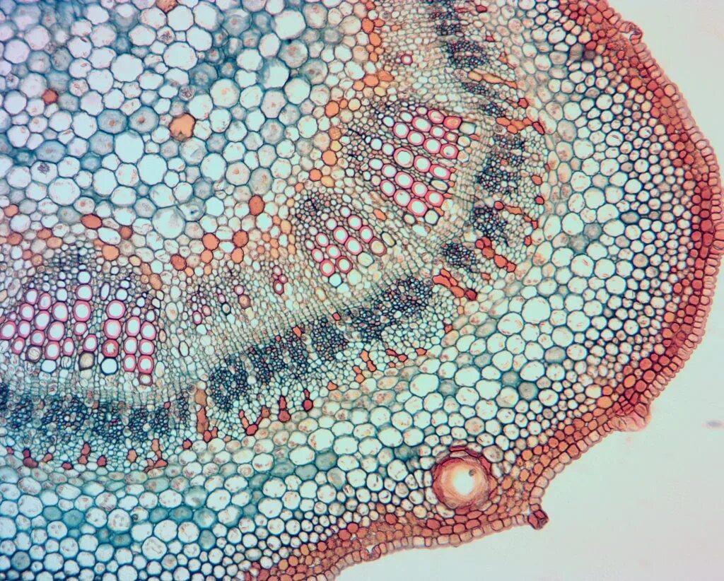 микрофотографии поперечного среза. микрофотография микротрубочек. микропрепарат стебель кукурузы. микрофотография поперечного среза листа. микрофотографии поперечного среза.