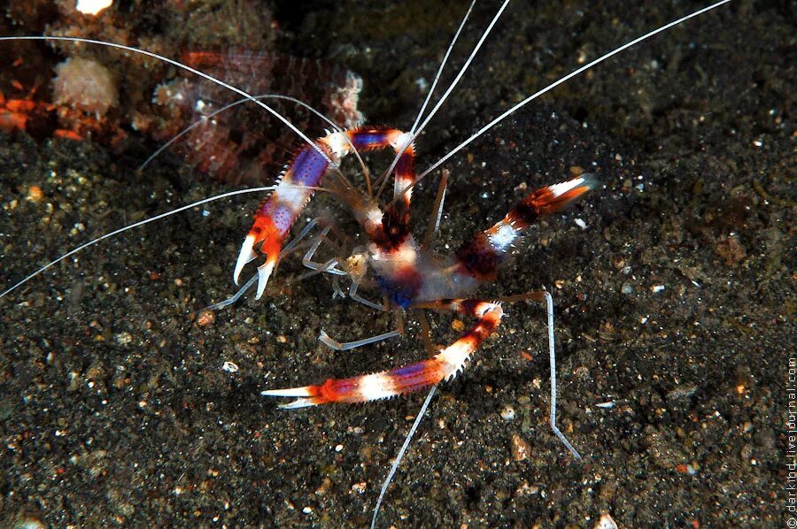 Креветка боксер (Stenopus hispidus). Креветка-боксер (Членистоногие), м /Stenopus hispidus. Креветка Сулавеси Арлекино. Креветки Сулавеси.