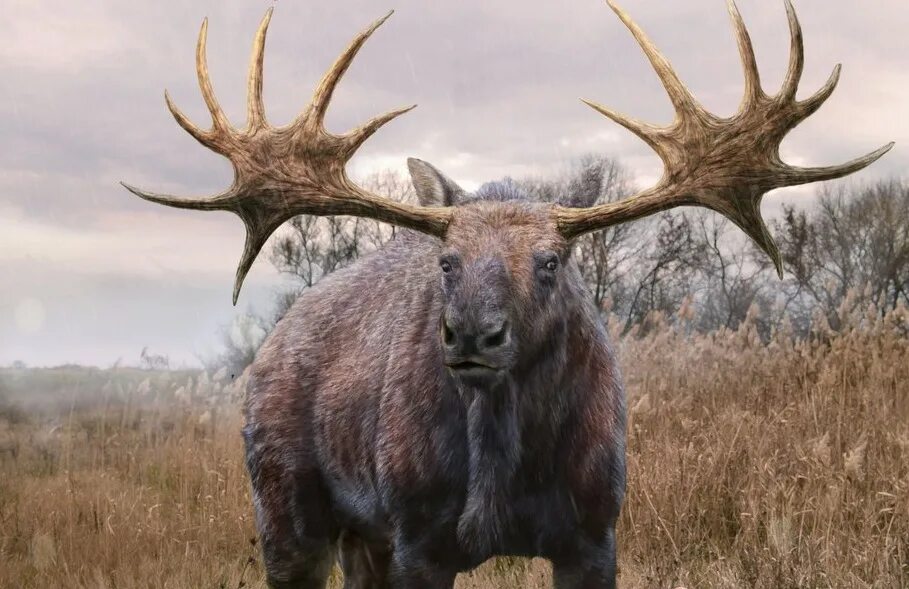 ирландский олень (megaloceros). зденек буриан. оленевые вымершие. ирландский лось - большерогий олень. оленевые вымершие.