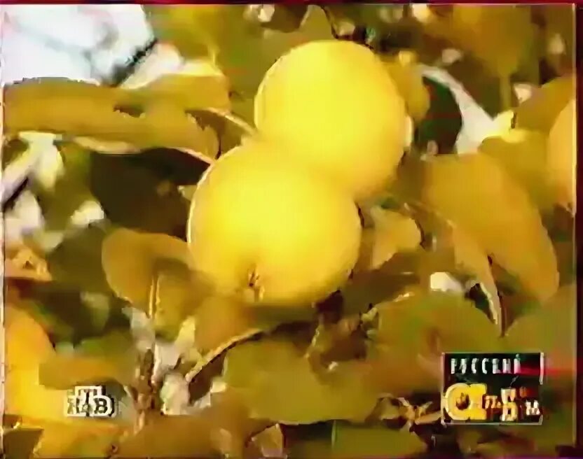 божья коровка - ягодка - малинка/ladybird - berry-raspberry. коровка ягодка малинка коровка ягодка малинка. божья коровка ягодка малинка клип. божья коровка ягодка малинка клип. божья коровка ягодка малинка.