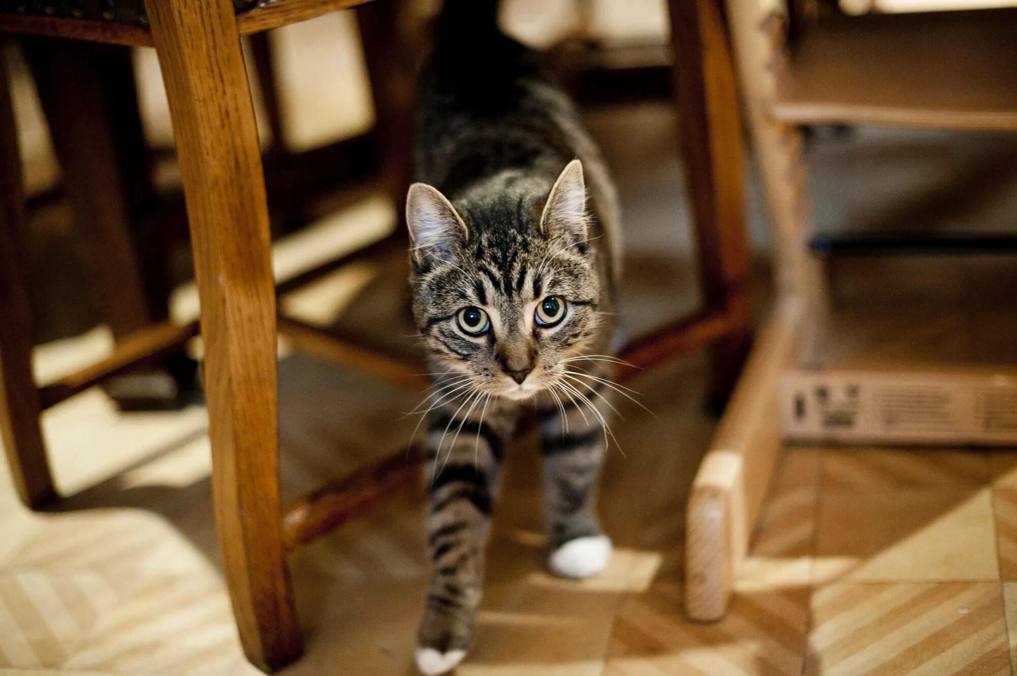 Соседский кот метит. Кот метит. Кот метит в квартире. Коты дома. Коты метят территорию.